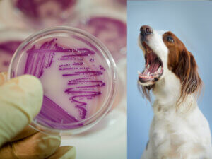 Dog mouth and bacteria culture plate
