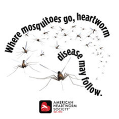 mosquito heartworms
